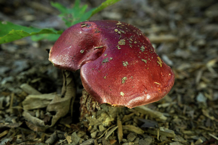 Cleft Capped Red Polypore Photograph by Douglas Barnett