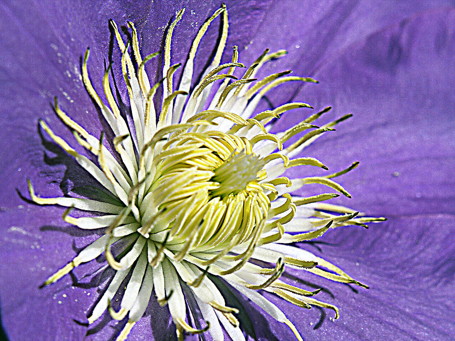 Clematis-------Up Close Photograph by Bob Johnson