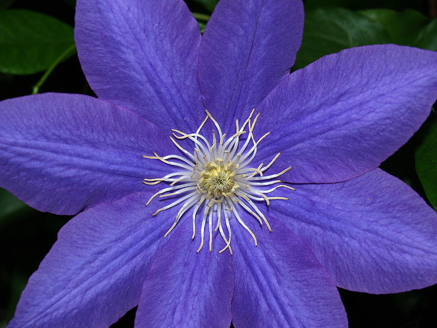 Clematis-1 Photograph by Charles Hite