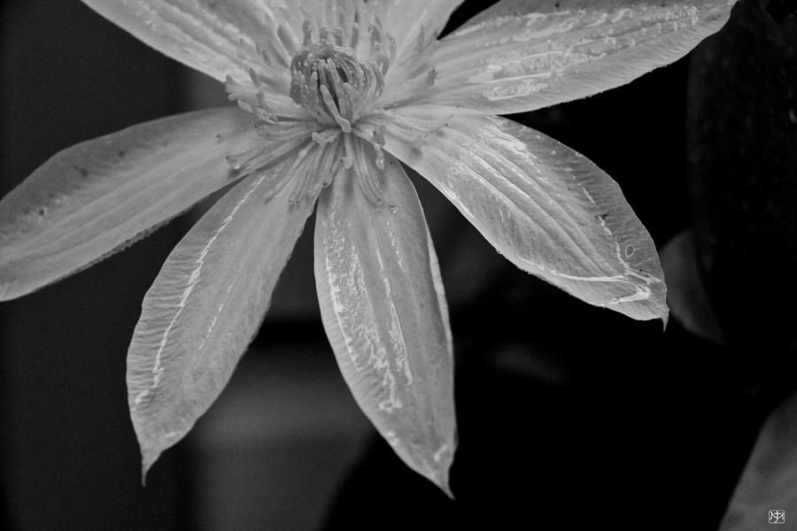 Clematis 1 Photograph by John Meader