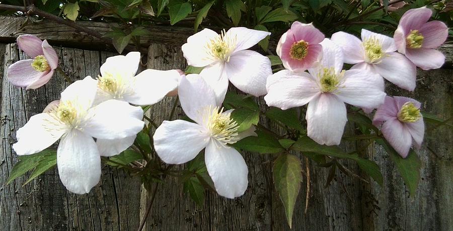 Clematis 1046 Photograph by Julia Woodman