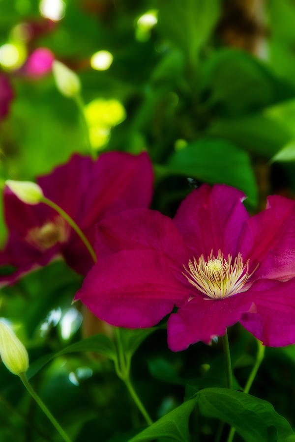 Clematis - 2 Photograph by Barry Jones