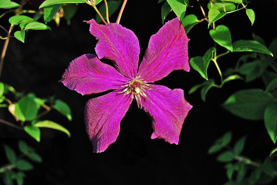 Flower Photograph - Clematis 2598 by Michael Peychich