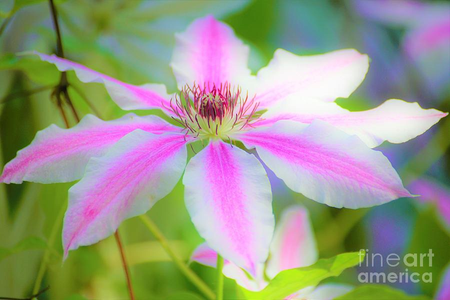 Clematis 3 Photograph by Merle Grenz