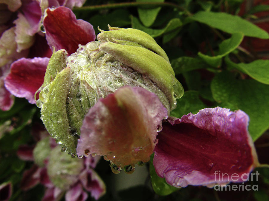 Clematis After Rain Photograph by Kim Tran
