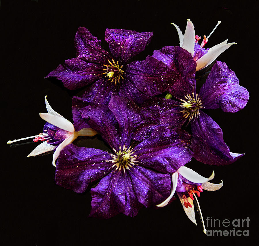 Clematis And Fuchsia Still Life Photograph