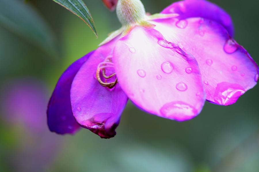 Clematis and Raindrops  Photograph by Warren Thompson