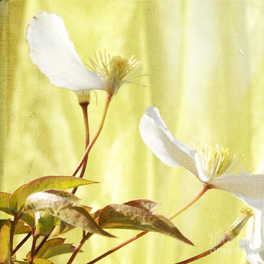 Clematis and sunshine Photograph by Cindy Garber Iverson