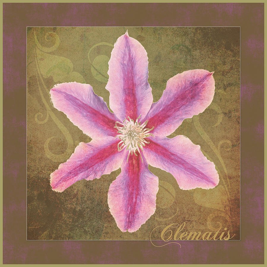 Clematis Antiqued with name in script Photograph by Denise Beverly
