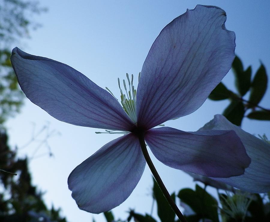 Clematis At Dusk Photograph by Richard Brookes