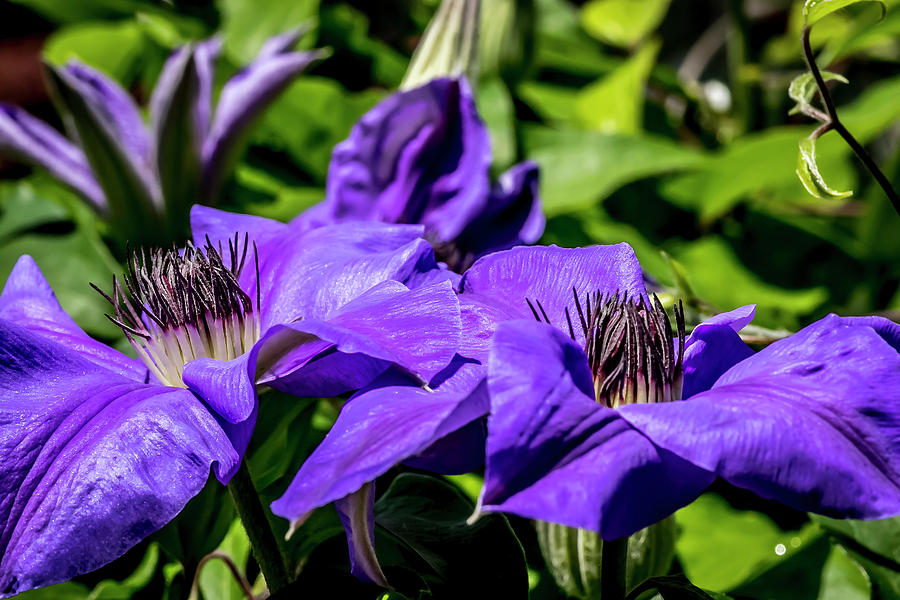 Clematis at Spring Digital Art by Ed Stines