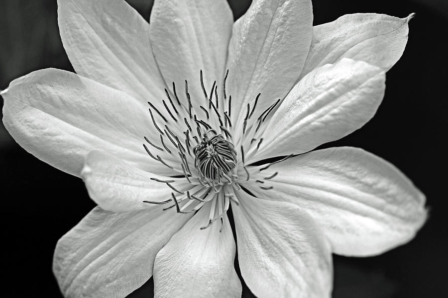 Clematis Black And White Photograph by Debbie Oppermann