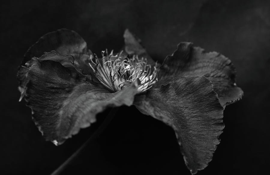 Clematis Black and White Photograph by Jeff Townsend