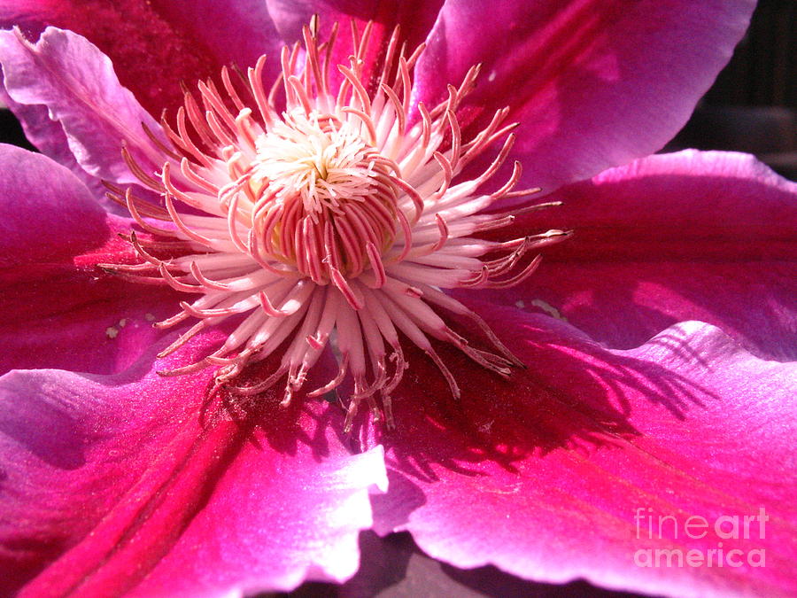 Clematis bloom.. Photograph by Jolanta Anna Karolska