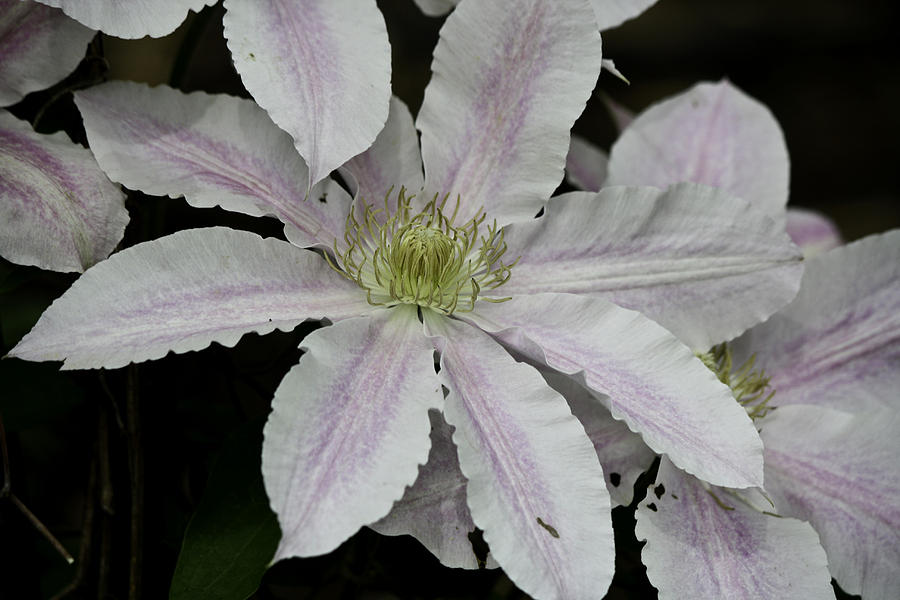 Clematis Bloom Photograph by Teresa Mucha