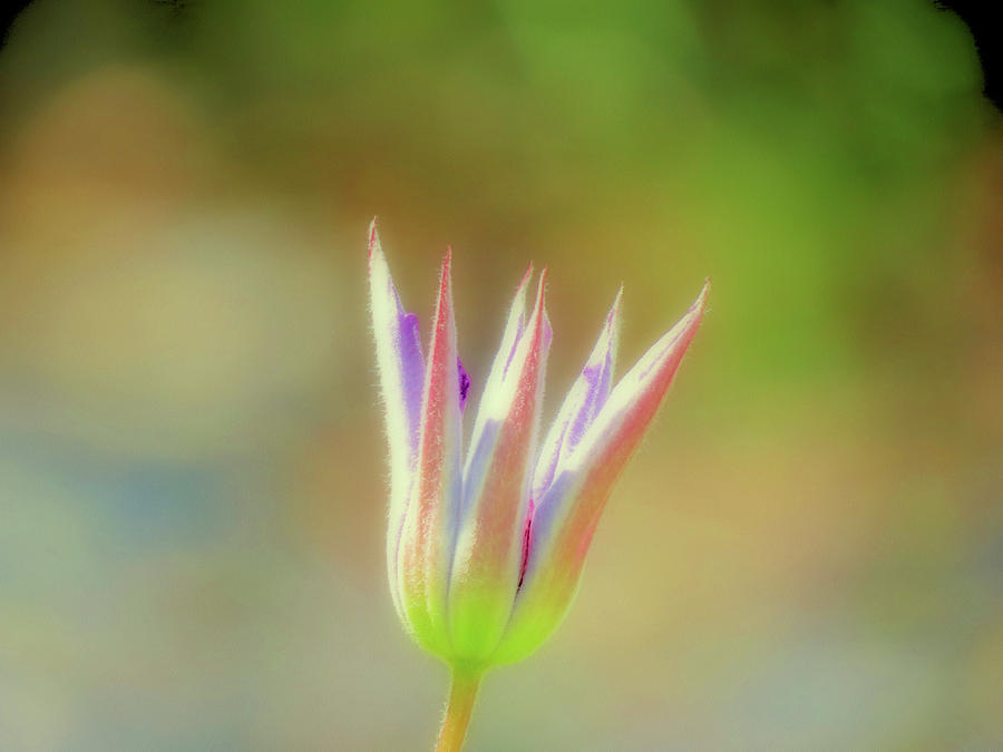 Clematis Bud Photograph by MTBobbins Photography