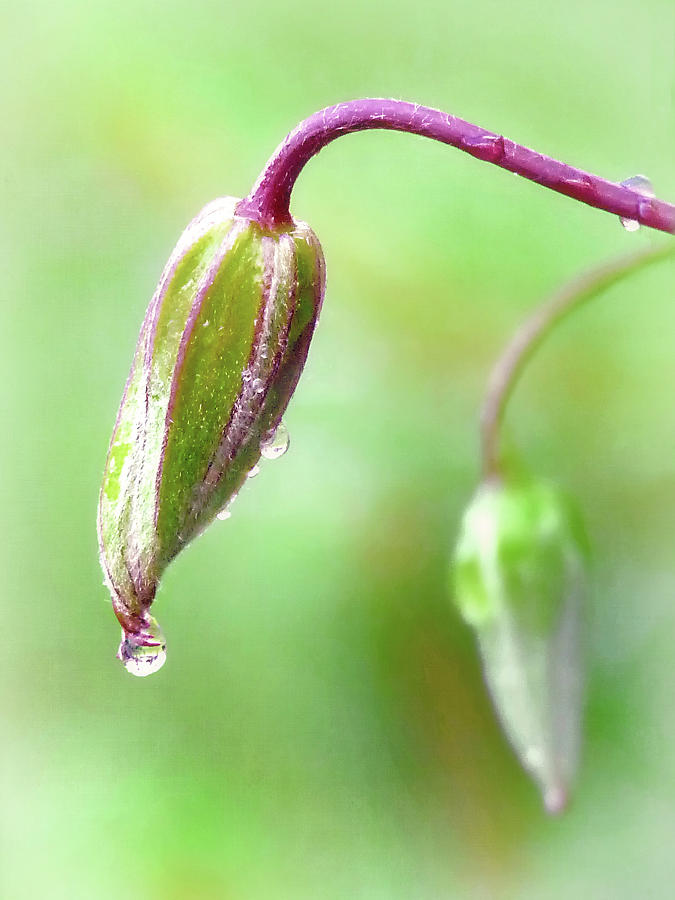 Clematis Buds after the Rain Photograph by Carolyn Derstine