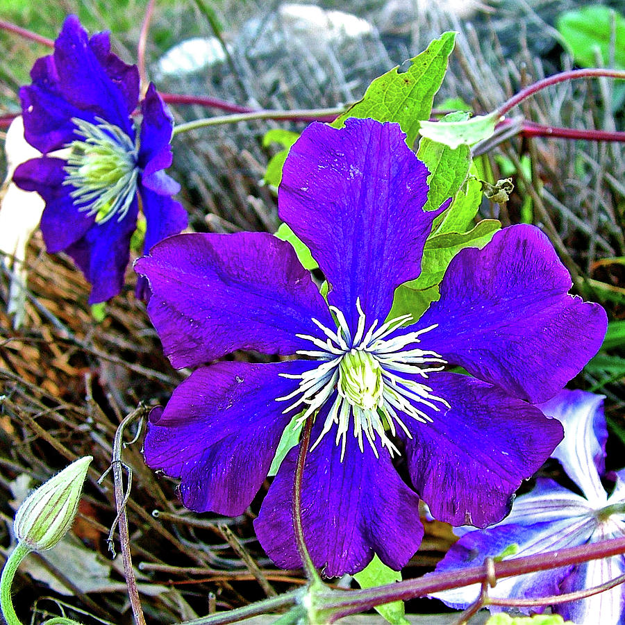 Clematis by a Farm in Indiana  Photograph by Ruth Hager