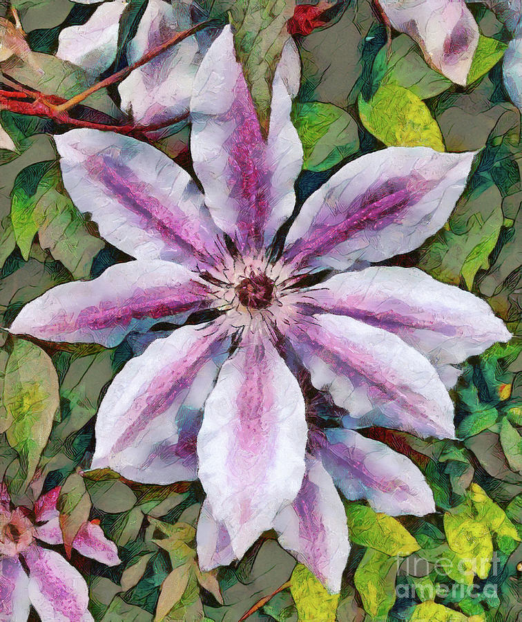 Clematis Camille Photograph by Jack Torcello