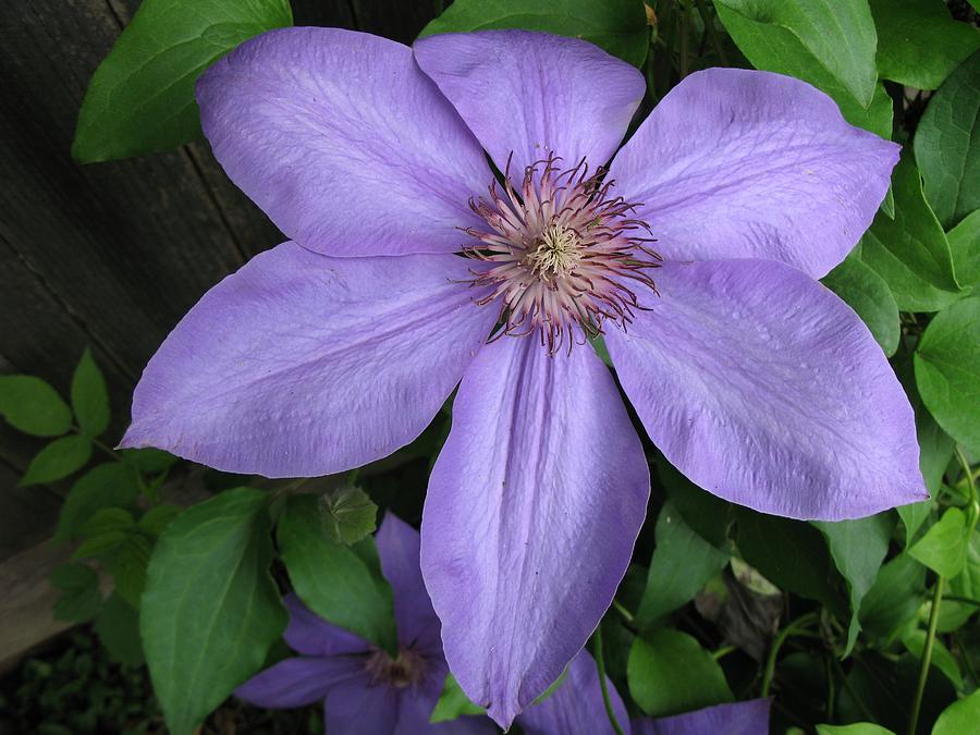 Clematis Photograph by Carol Sweetwood