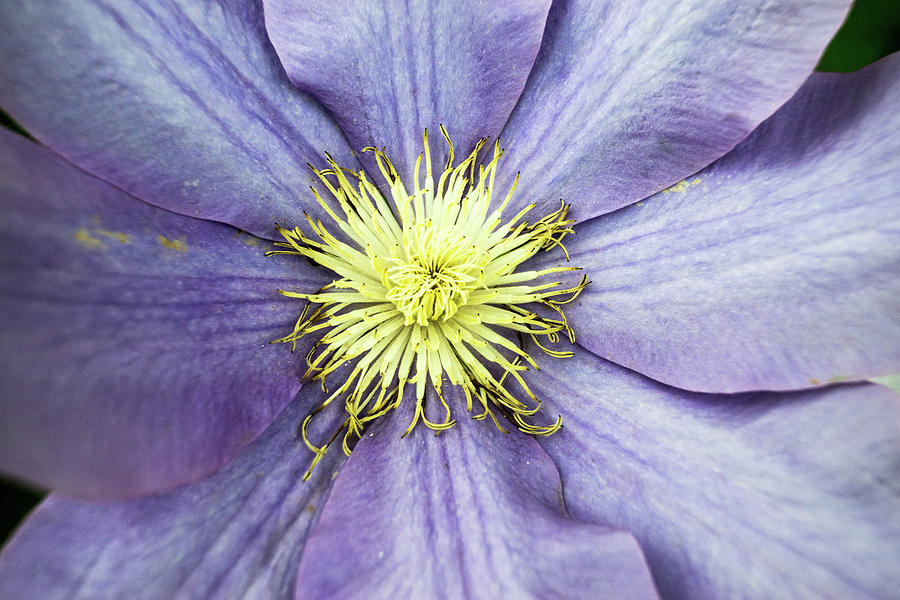 Clematis Central Reproductive Structures Photograph by Douglas Barnett