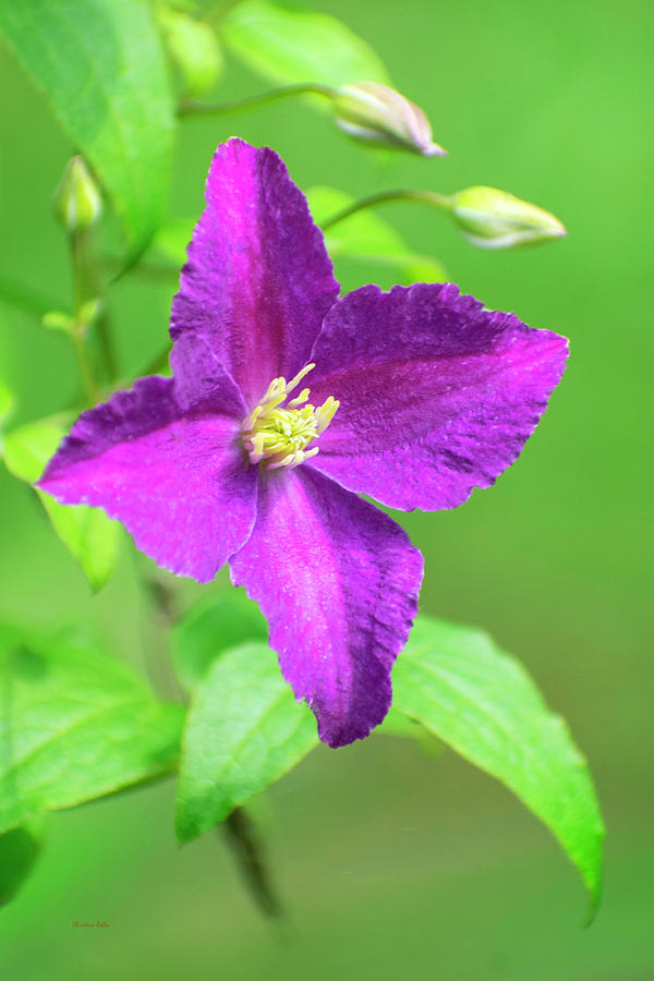 Clematis Flower Photograph by Christina Rollo
