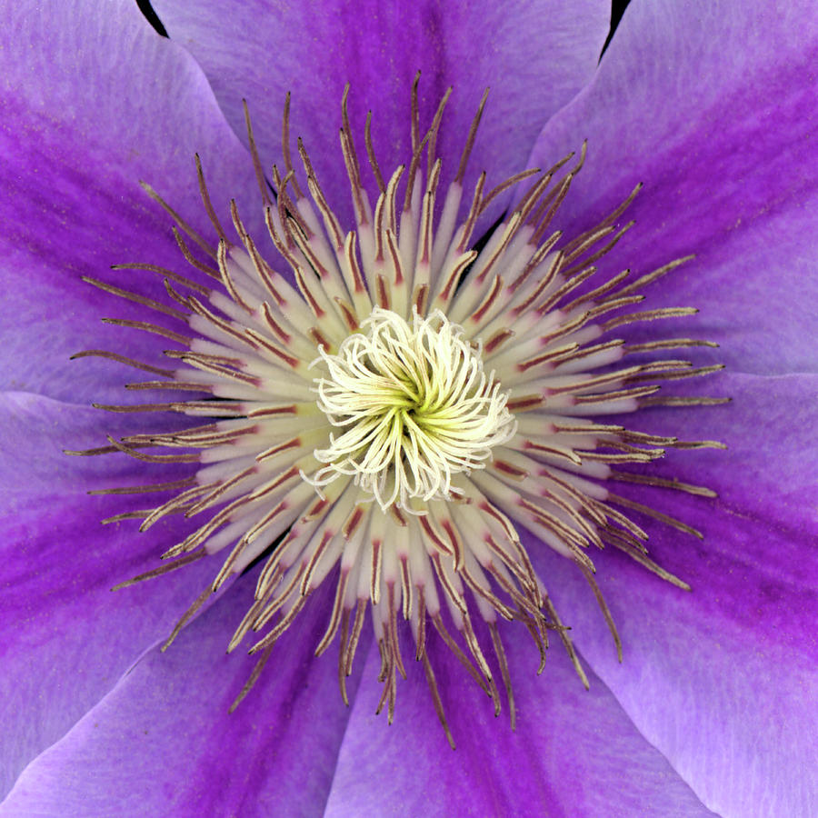 Nature Photograph - Clematis by Christopher Gruver