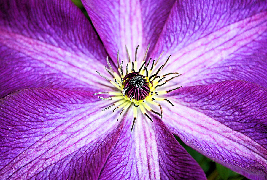 Clematis Close Up Photograph by Kristin Elmquist