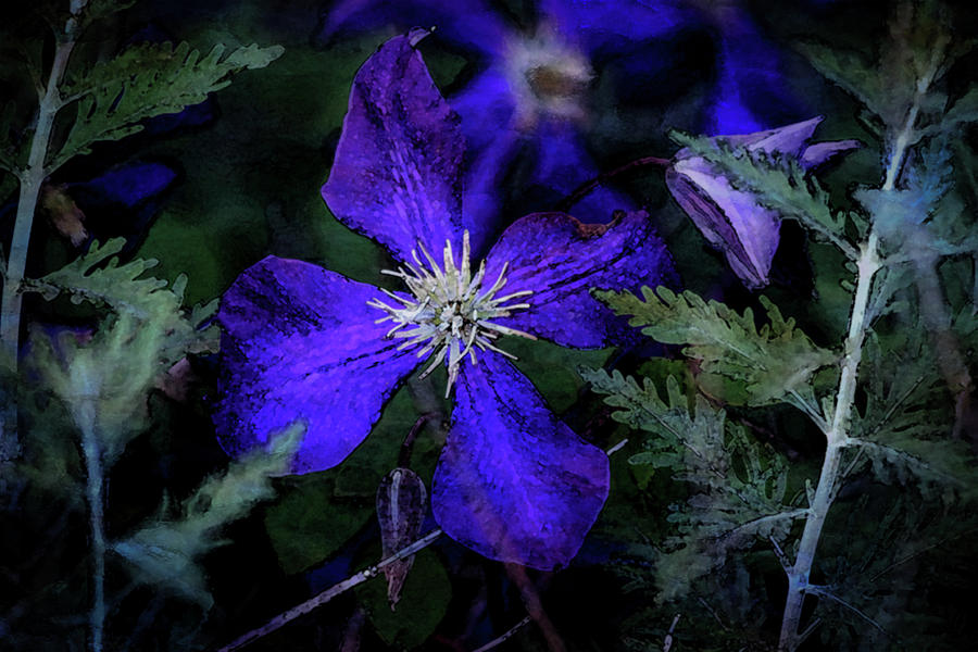 Clematis Digital Painting 0104 DP_2 Photograph by Steven Ward