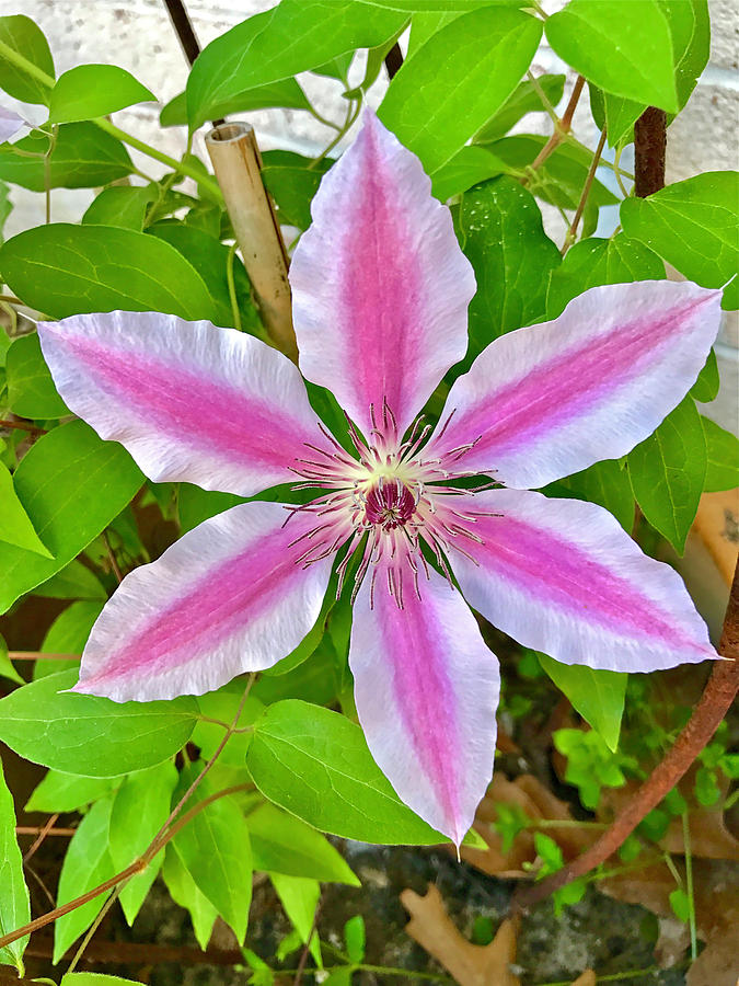 Clematis Photograph by Don Mercer