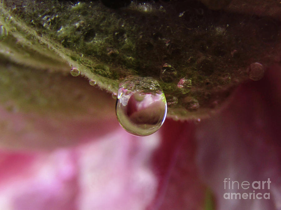 Clematis Drops  Photograph by Kim Tran