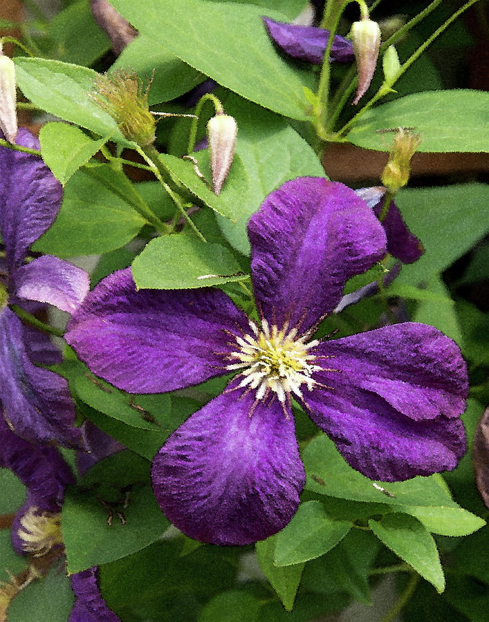 Clematis-faux Watercolor Photograph by Thomas Whitehurst