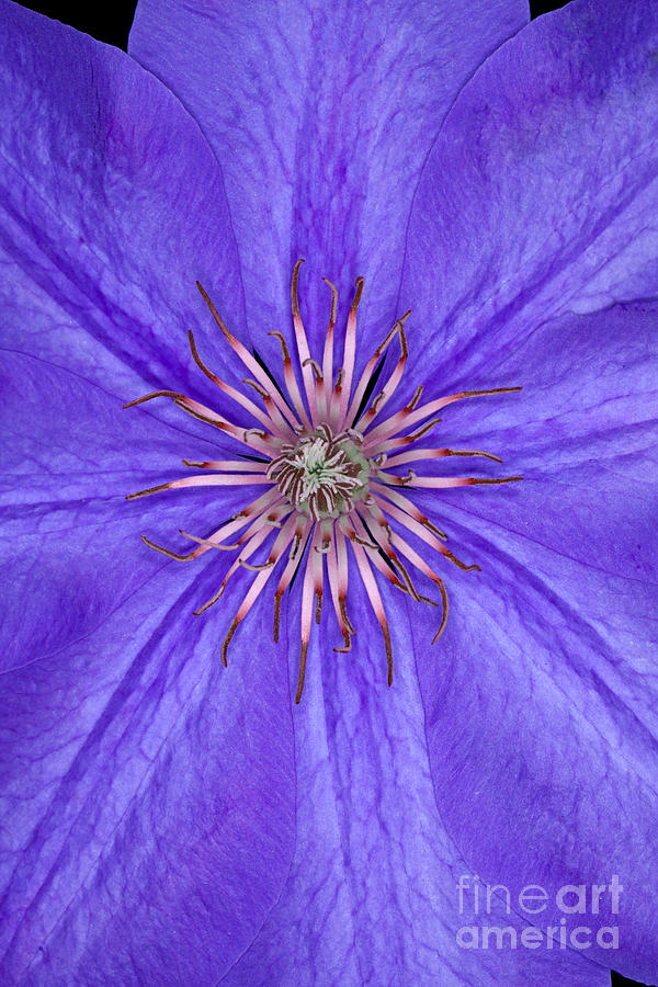 Clematis flower Photograph by Anthony Totah