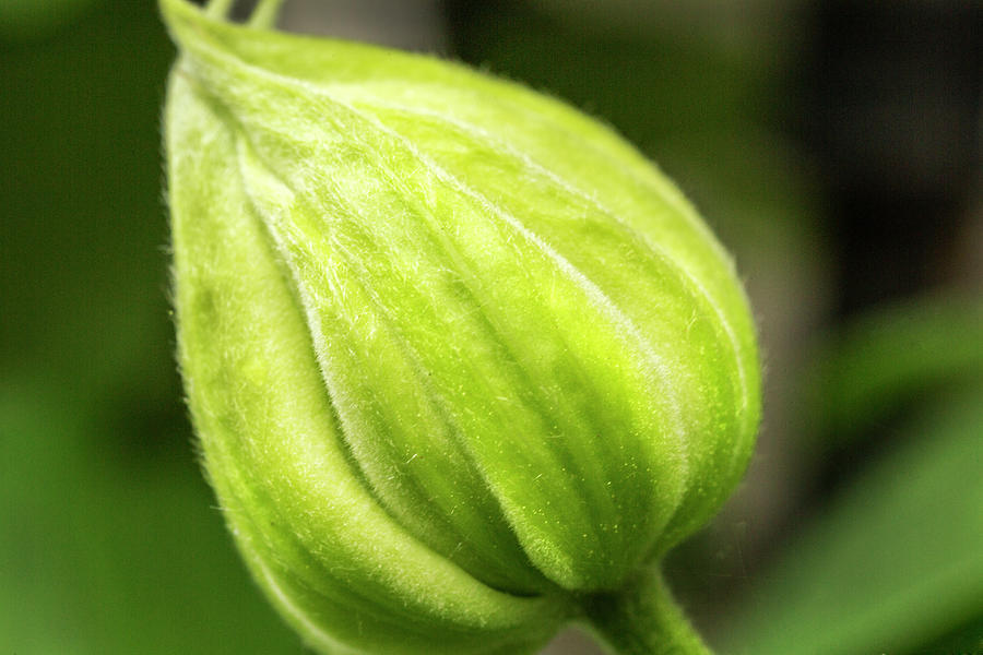 Clematis Flower Bud Photograph