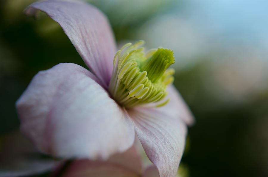 Clematis flower face of Spring Photograph by Spikey Mouse Photography