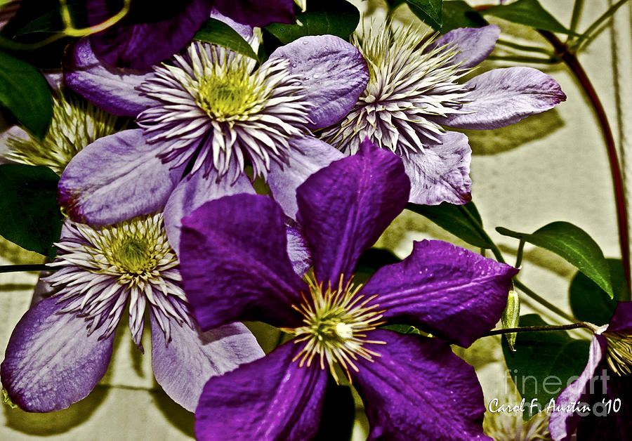 Purple Clematis Flower Vines Photograph by Carol F Austin
