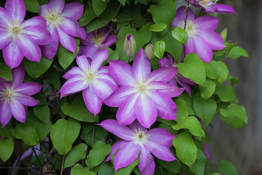 Clematis Flowers Photograph by Ronnie Maum