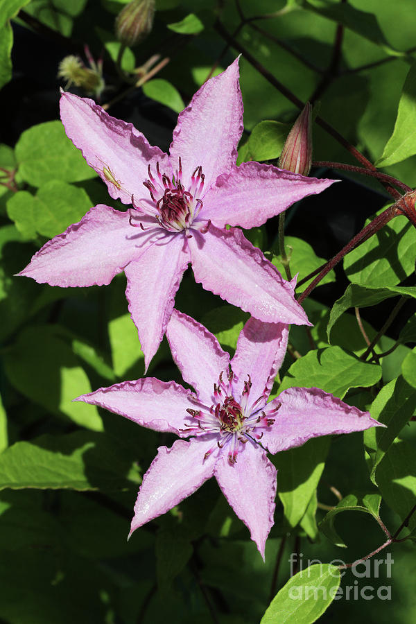 Клематис hagley hybrid фото