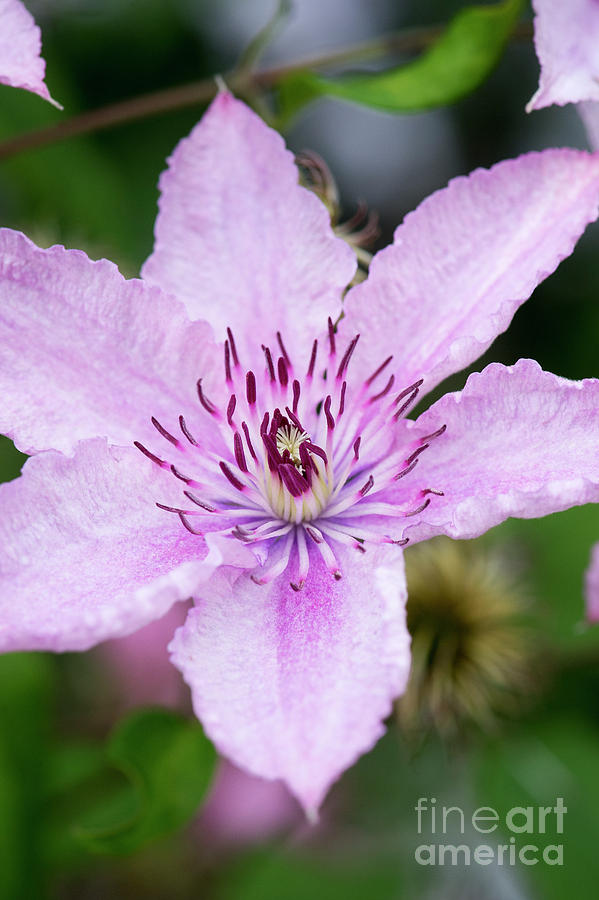 Clematis Hagley Photograph by Tim Gainey