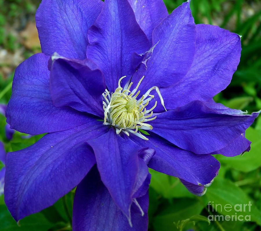 Flower Photograph - Clematis I by MAK Photography