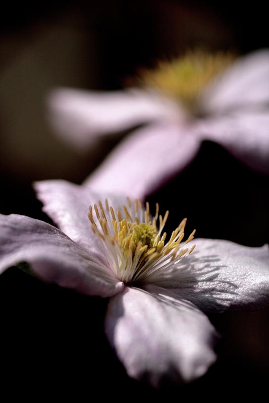 Clematis Photograph by Ian Sanders