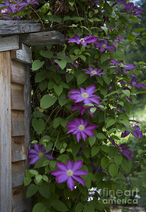 Clematis Photograph by Idaho Scenic Images Linda Lantzy