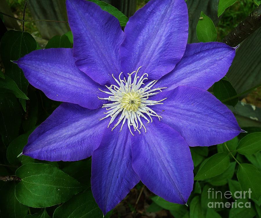 Clematis II Photograph by MAK Photography | Fine Art America