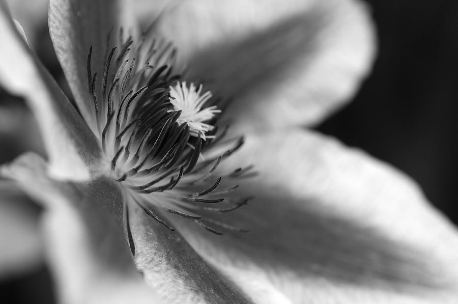 Clematis in Black and White Photograph by DiEtte Henderson | Fine Art ...