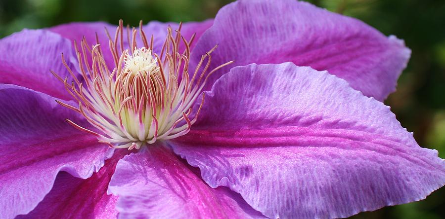 Clematis in Bloom Photograph by Bruce Bley