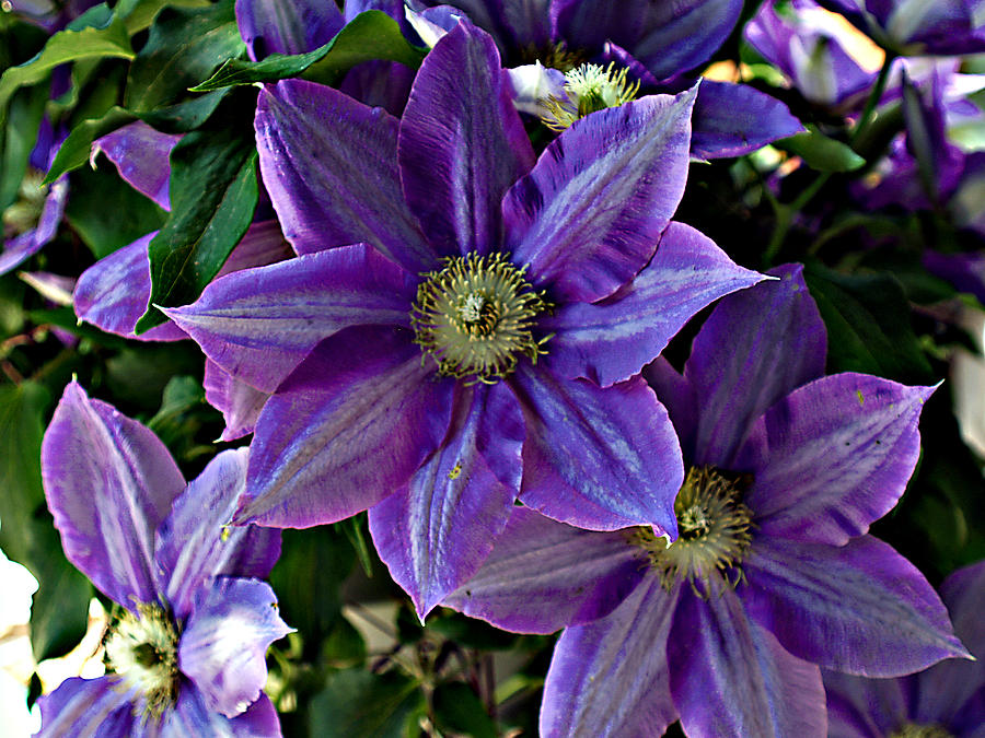 Clematis In Full Bloom Photograph by Bob Johnson