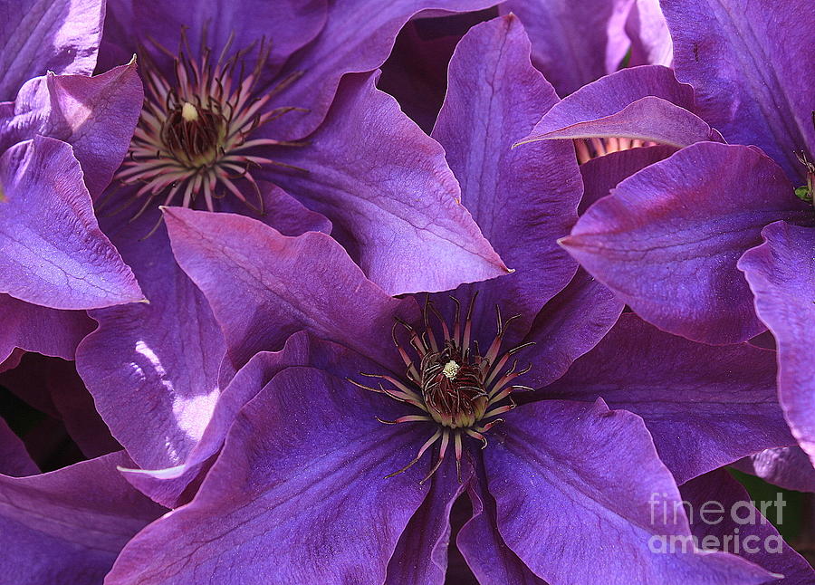  Clematis in Full Bloom Photograph by Dora Sofia Caputo