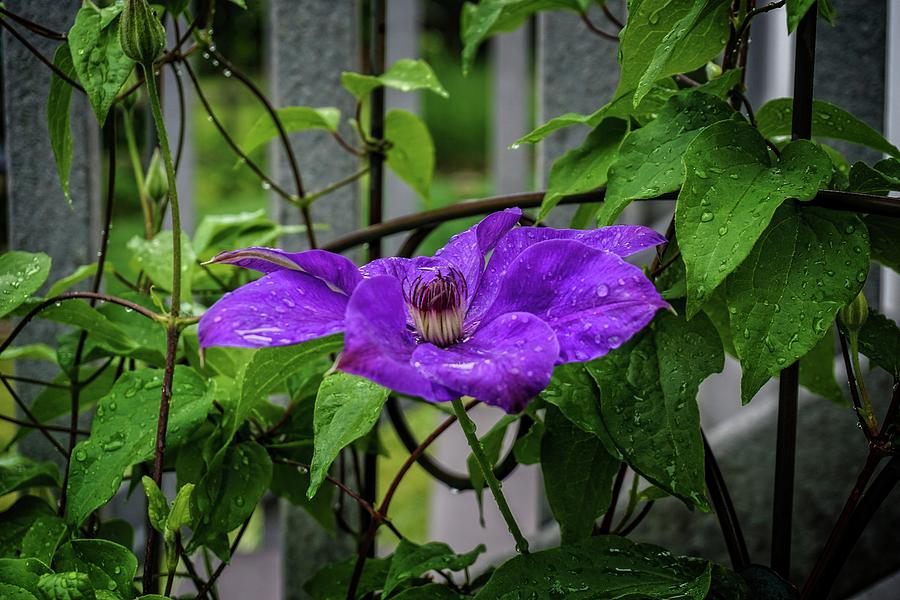 Clematis in Purple Photograph by Mary Timman