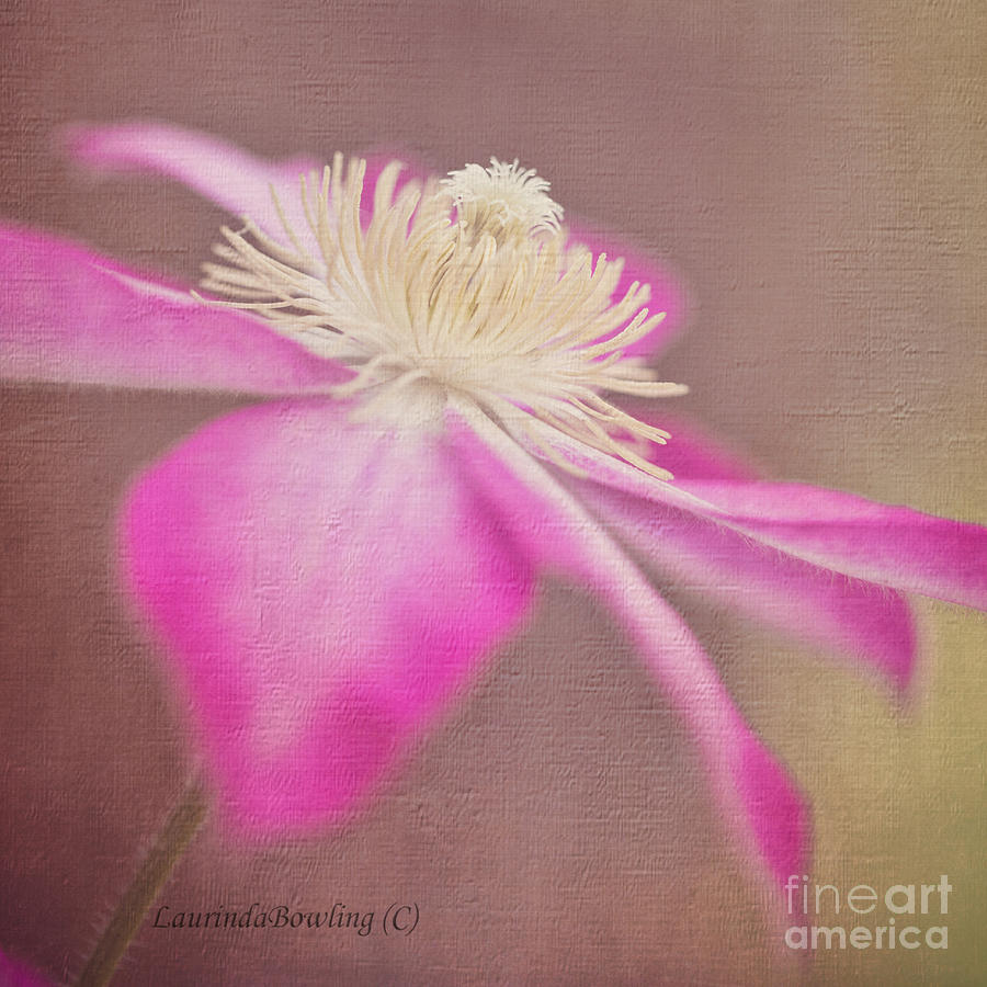 Clematis in Square Format Photograph by Laurinda Bowling