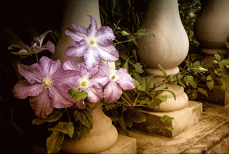 Clematis in the Garden Photograph by Julie Palencia